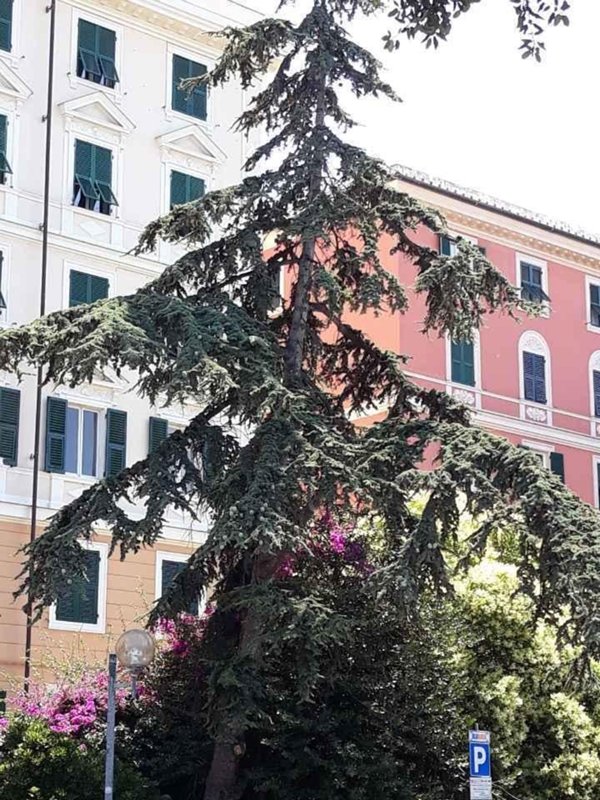appartamento in affitto a Genova in zona Carignano