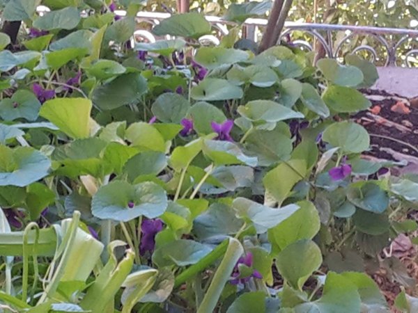 appartamento in affitto a Genova in zona Molassana