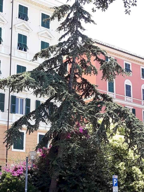 appartamento in affitto a Genova in zona Carignano
