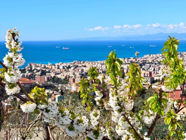 appartamento in affitto a Genova in zona Apparizione