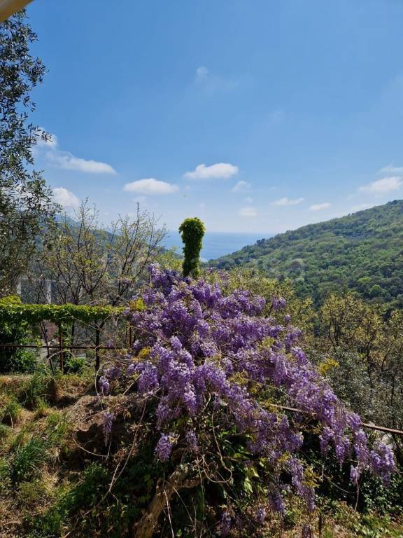 appartamento in affitto a Sori