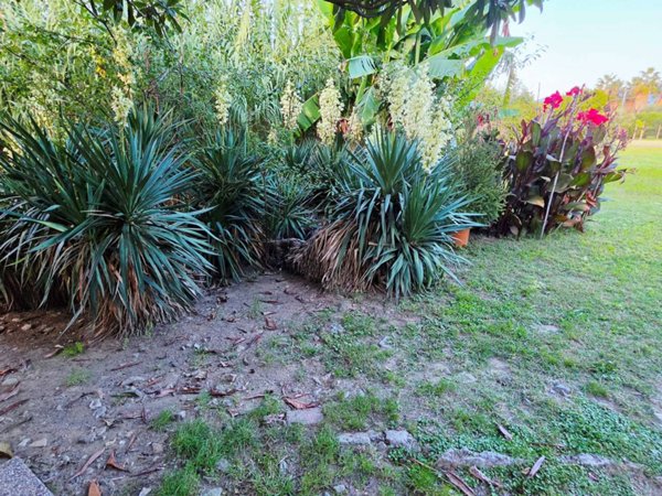 appartamento in affitto a Sarzana