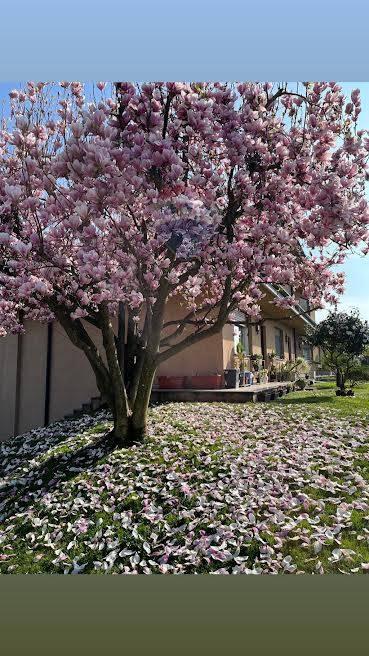 appartamento in affitto a Samarate