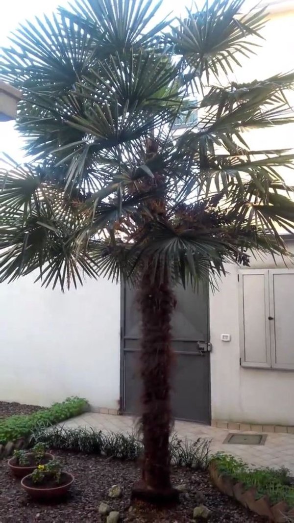 appartamento in affitto a Saronno