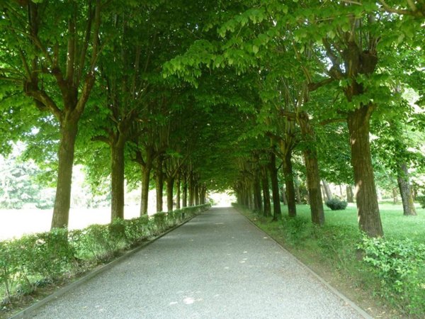 casa indipendente in affitto a Somma Lombardo