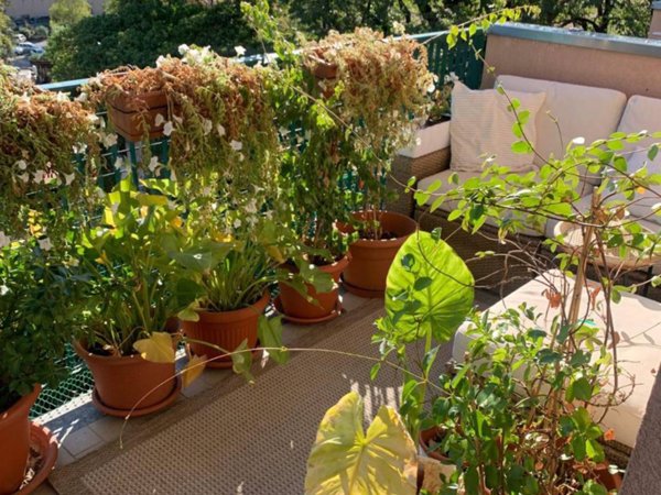 appartamento in affitto a Cernobbio