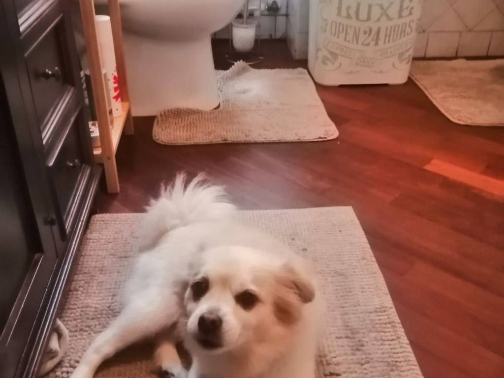 appartamento in affitto a Maslianico