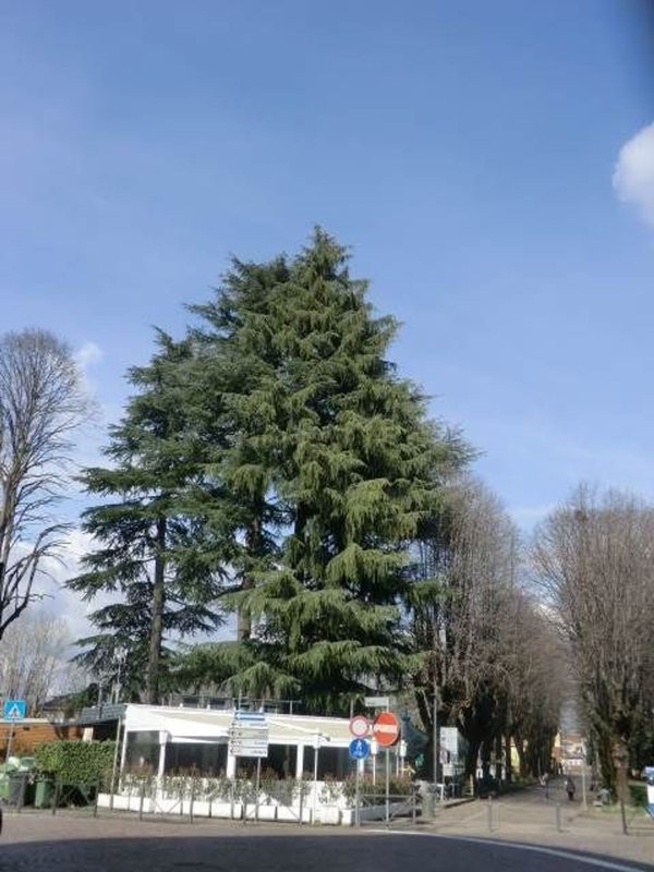 appartamento in affitto a Rovellasca