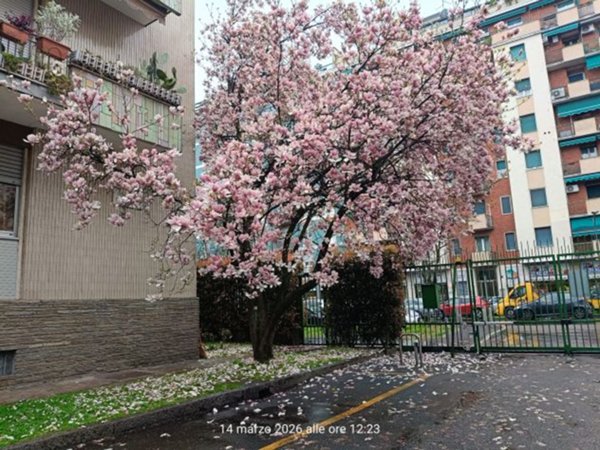 appartamento in affitto a San Siro
