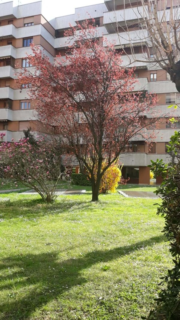 appartamento in affitto a Cologno Monzese