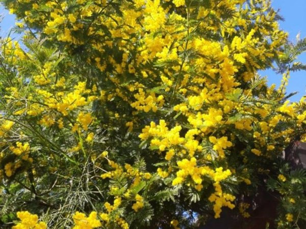 appartamento in affitto a Corbetta