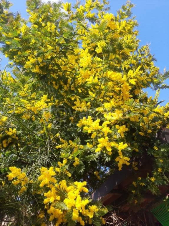 appartamento in affitto a Corbetta