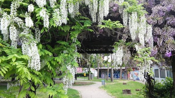 appartamento in affitto a Cormano in zona Molinazzo