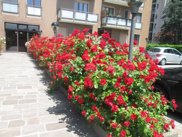 appartamento in affitto a Milano in zona Famagosta