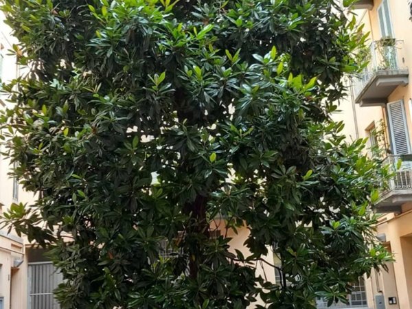 appartamento in affitto a Milano in zona Piazzale Lodi