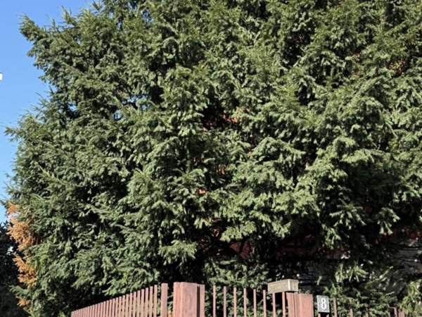 appartamento in affitto a Milano in zona Porta Romana
