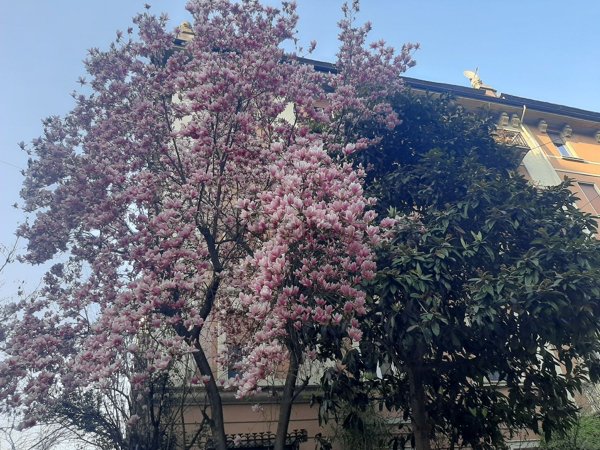 casa indipendente in affitto a Milano