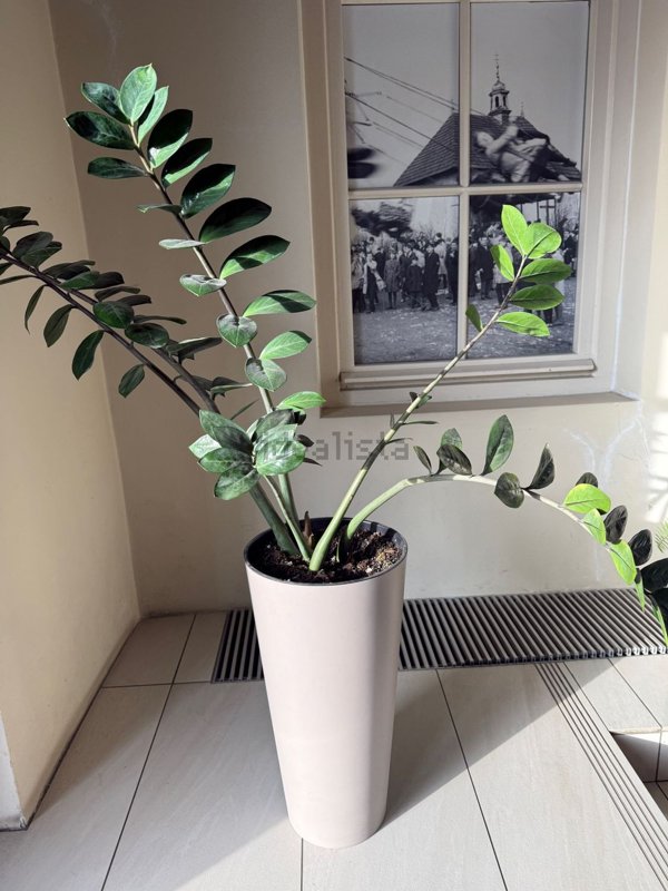 appartamento in affitto a Milano in zona Bruzzano