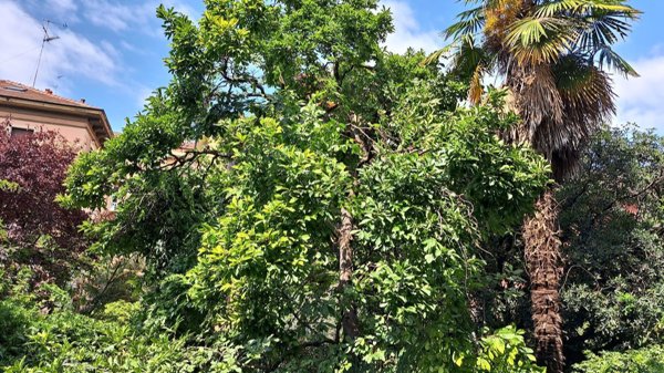 appartamento in affitto a Milano in zona Città Studi