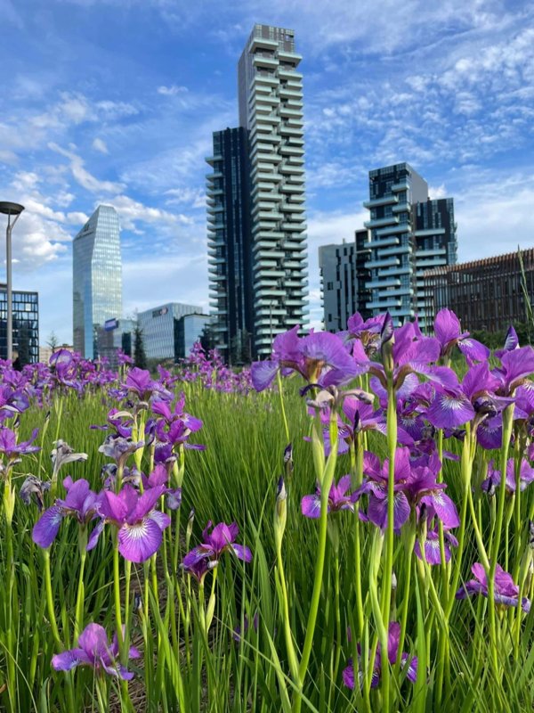 appartamento in affitto a Milano in zona Isola