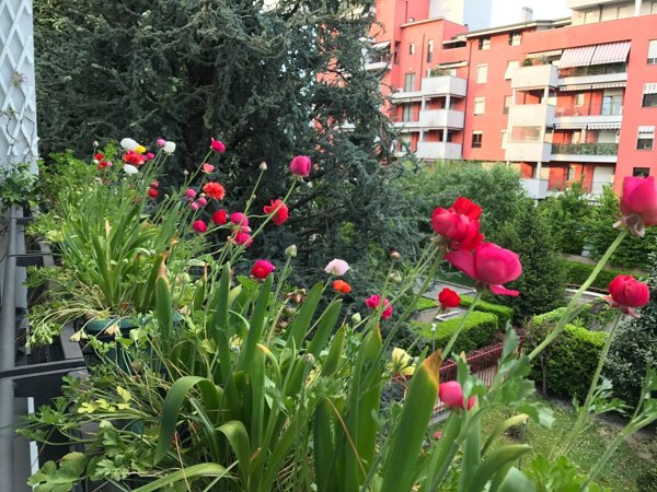 appartamento in affitto a Milano in zona Dergano