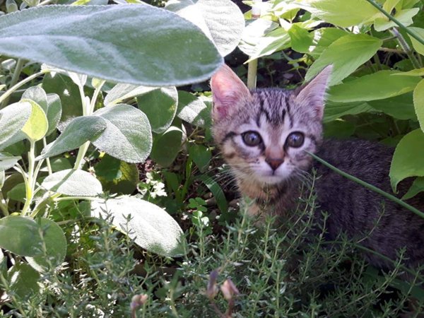 appartamento in affitto a Milano in zona Quarto Oggiaro