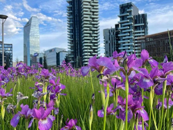 appartamento in affitto a Milano in zona Isola