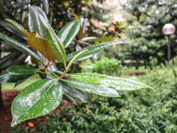 appartamento in affitto a Milano in zona Maggiolina