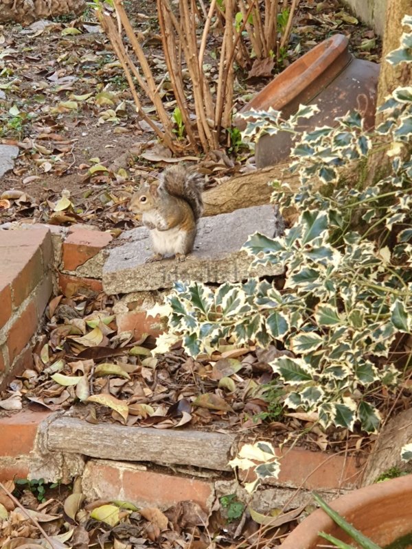appartamento in affitto a Milano in zona San Siro
