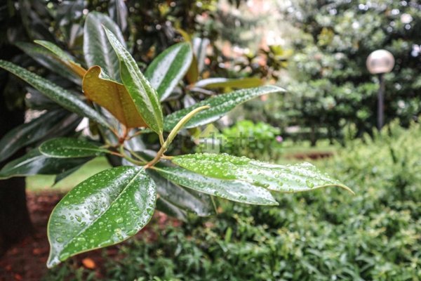 appartamento in affitto a Milano in zona Maggiolina