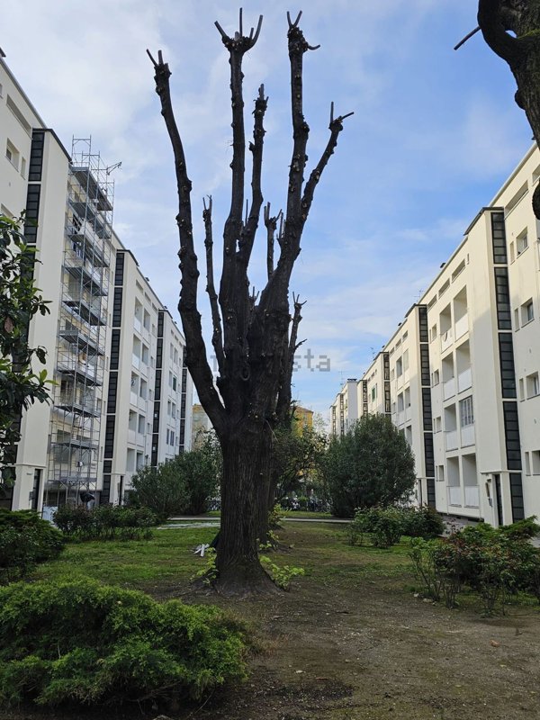 appartamento in affitto a Milano in zona Città Studi