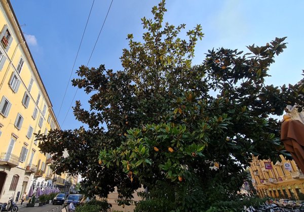 appartamento in affitto a Milano in zona Porta Venezia