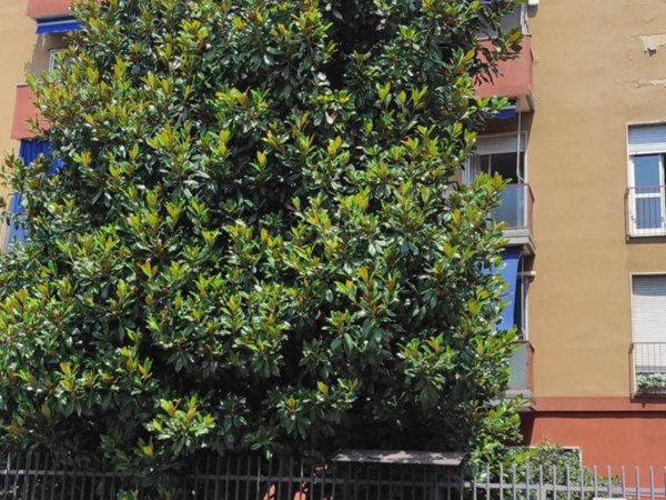 appartamento in affitto a Milano in zona Crescenzago
