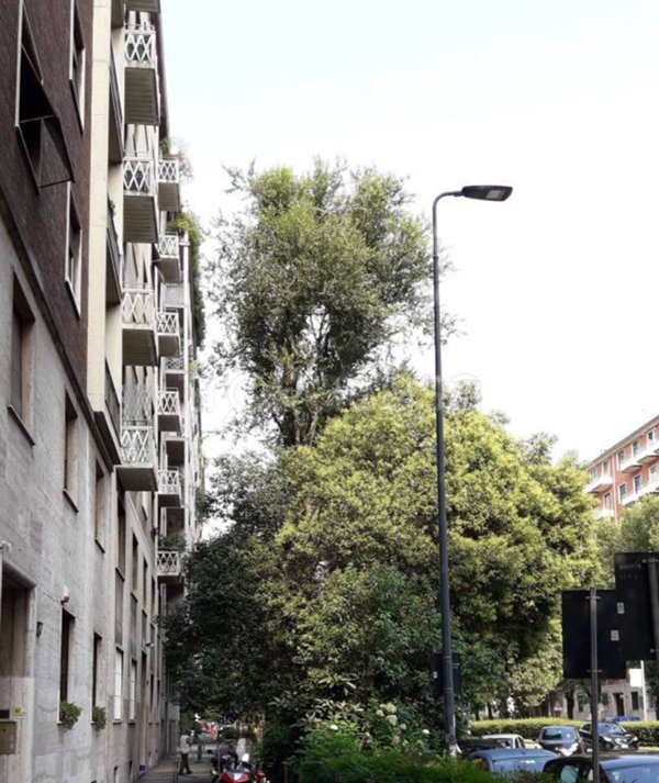 appartamento in affitto a Milano in zona Bocconi