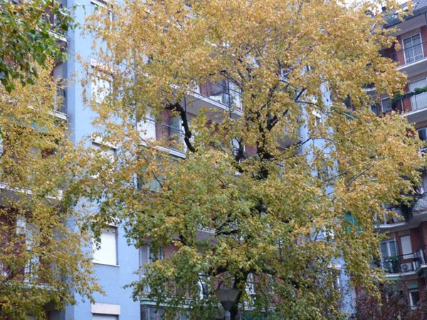 appartamento in affitto a Milano in zona Porta Genova