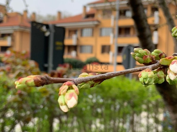 appartamento in affitto a Peschiera Borromeo