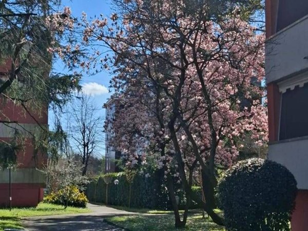 appartamento in affitto a San Donato Milanese