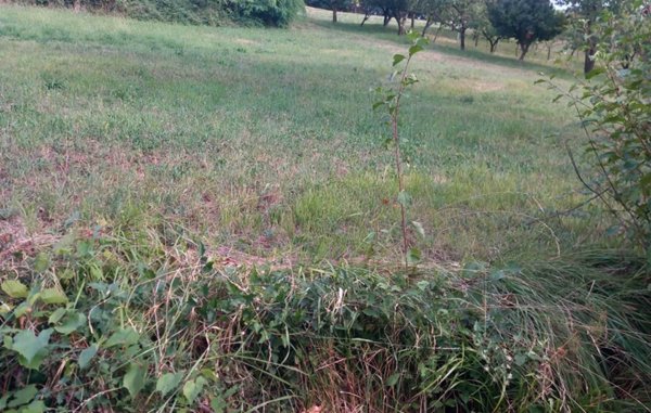 terreno edificabile in affitto a Ponteranica