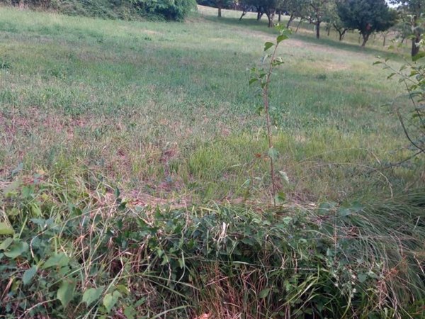 terreno edificabile in affitto a Ponteranica