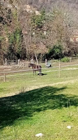 appartamento in affitto a Brescia