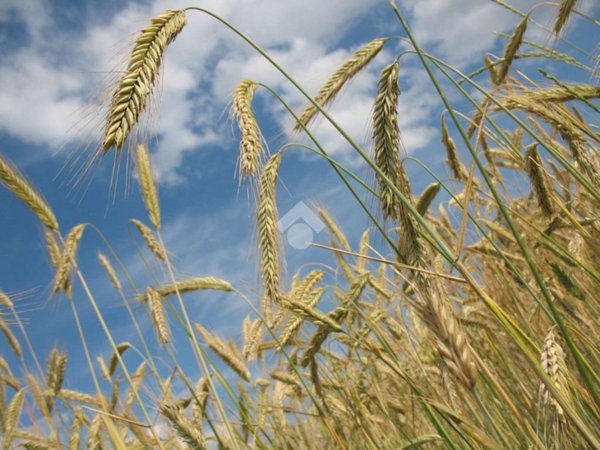 terreno agricolo in affitto a Brescia in zona Volta