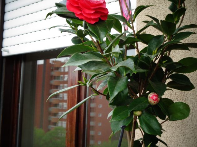 camera singola in affitto a Cevo in zona Isola