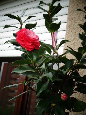 camera singola in affitto a Cevo in zona Isola