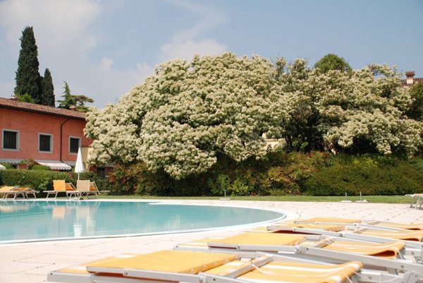 appartamento in affitto a Desenzano del Garda