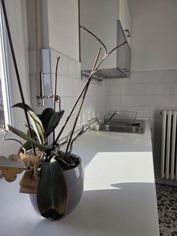 appartamento in affitto a Chieri