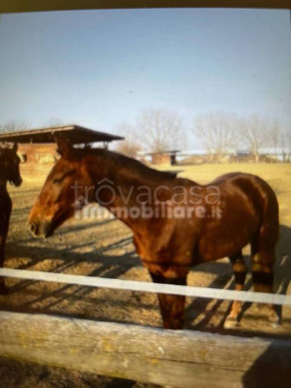 casa indipendente in affitto ad Orbassano