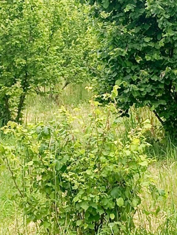 terreno agricolo in affitto a Pinerolo