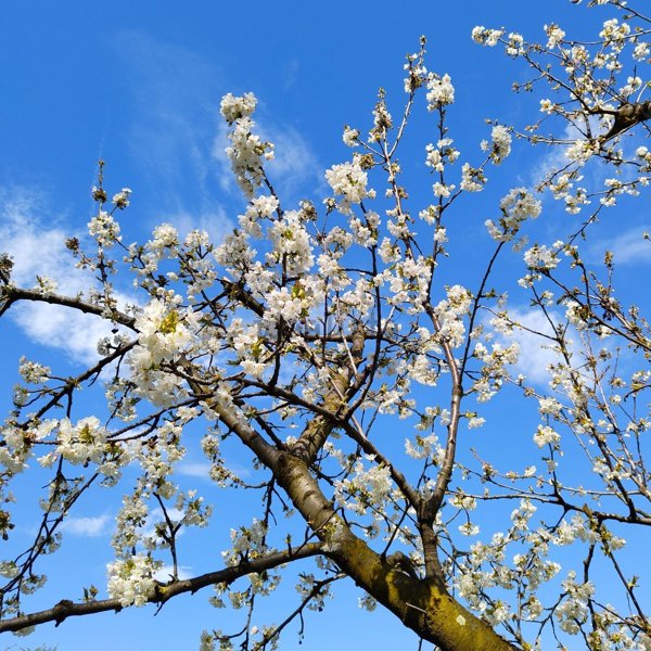appartamento in affitto a Pino Torinese
