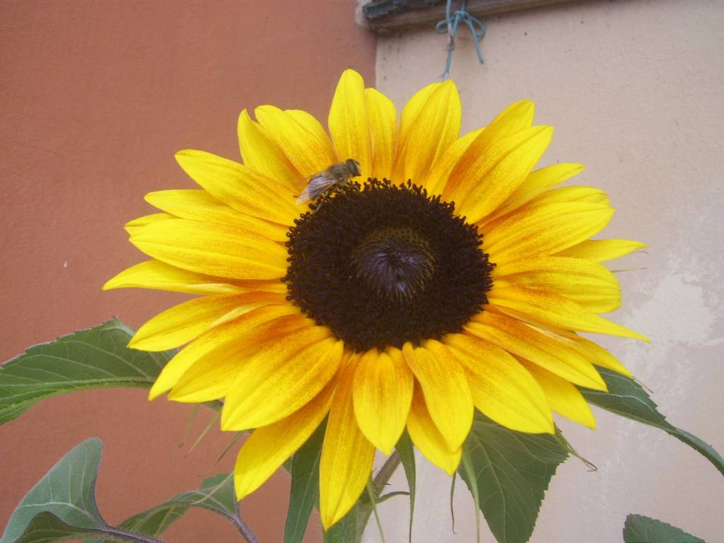 casa indipendente in affitto a Curtatone