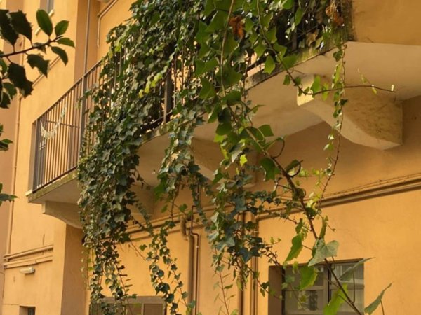 appartamento in affitto a Torino in zona Vanchiglia